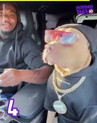 Get ready to laugh out loud with the craziest and cutest animal antics of the week!