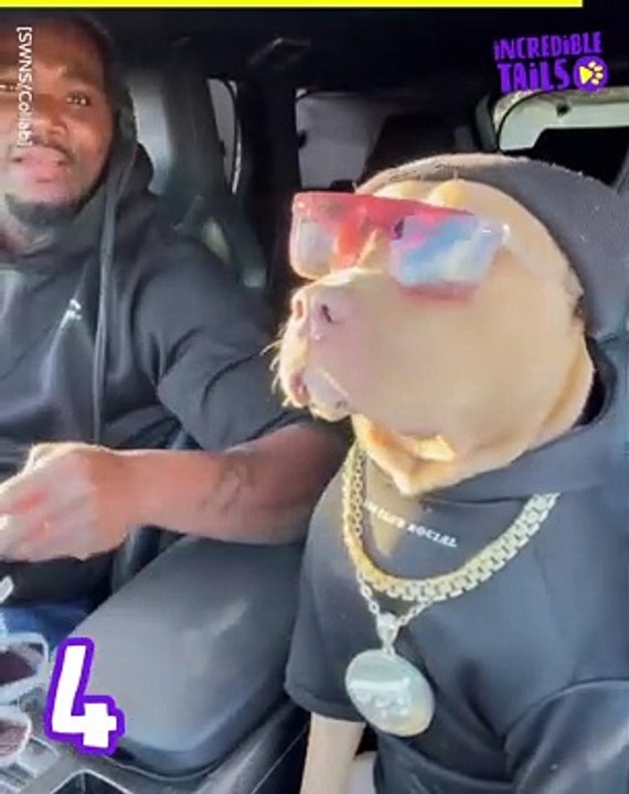 Get ready to laugh out loud with the craziest and cutest animal antics of the week!