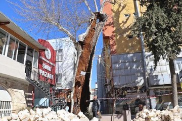 CAMİ BAHÇESİNDEKİ 400 YILLIK ÇINAR AĞACI, DEPREMDE AYAKTA KALDI