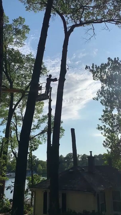 House Demolition and Tree Cutting Combo