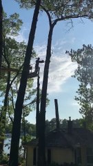 House Demolition and Tree Cutting Combo