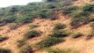 भोजपुरा गांव में सरसों के खेत में बघेरे ने डाला डेरा, ग्रामीणों में दहशत