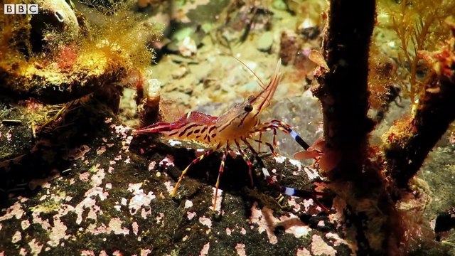 Stunning Underwater Kelp Forests - The Wild Place - BBC Earth