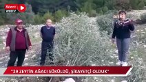 İkizköylüler: ''29 Zeytin ağacı kesildi''