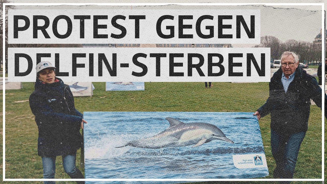 Bildstarker Protest gegen Delfinsterben in Paris
