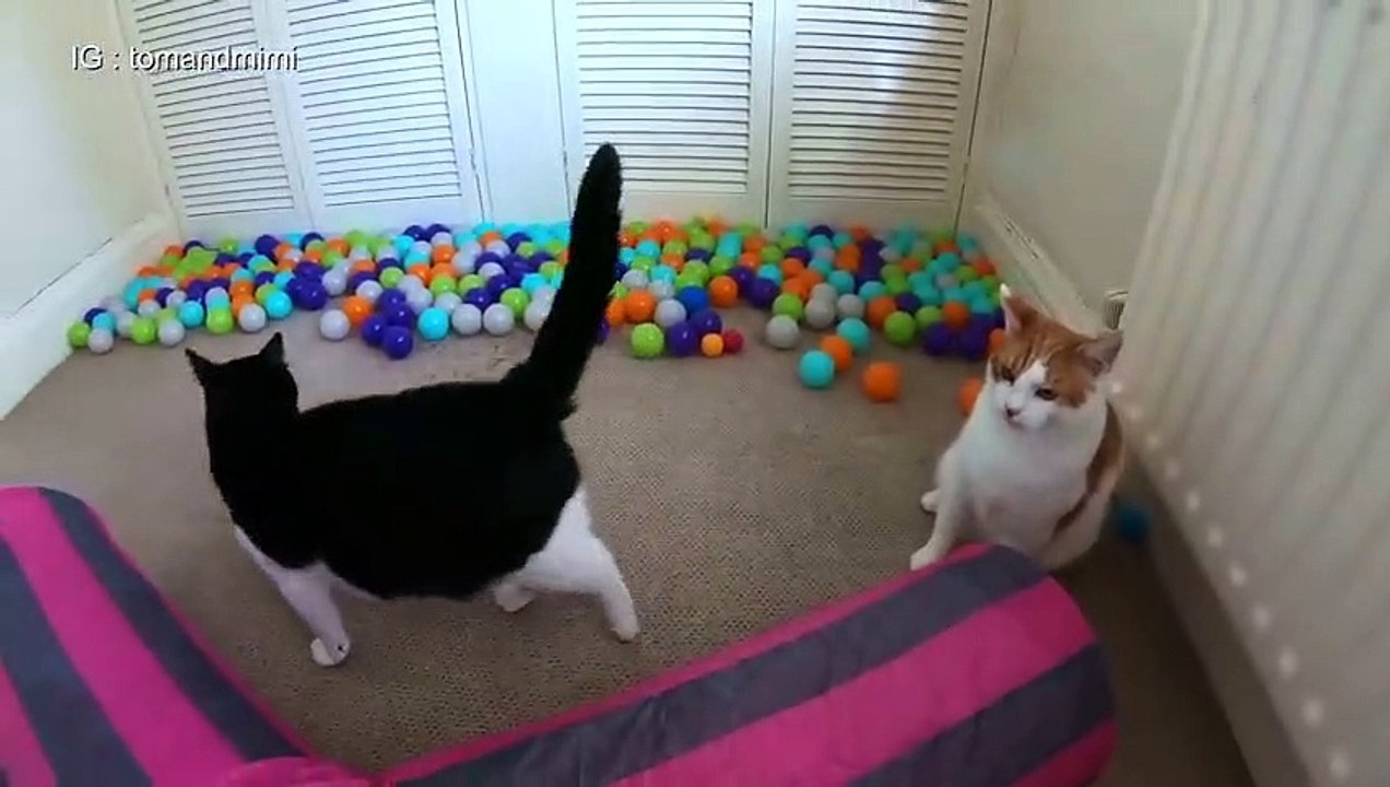 Cats Play Fighting