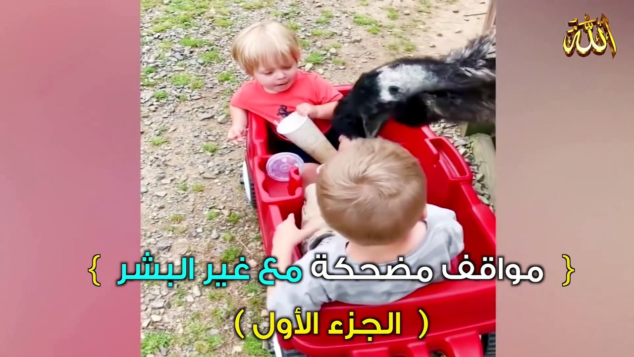 مواقف مضحكة _ الجزء الأول ـ1ـ ( طرائف الحيونات