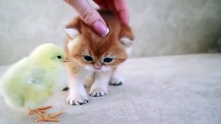 Kittens walk with a tiny chicken