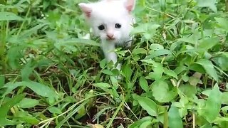 The sound of a baby cat calling its mother