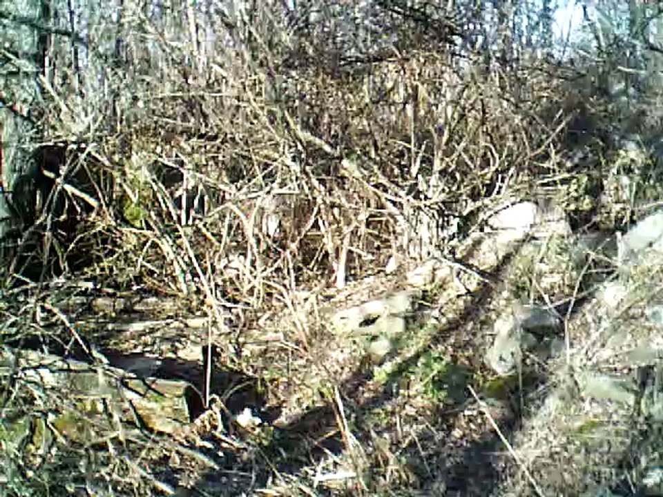 where the river shannon flows a cappela