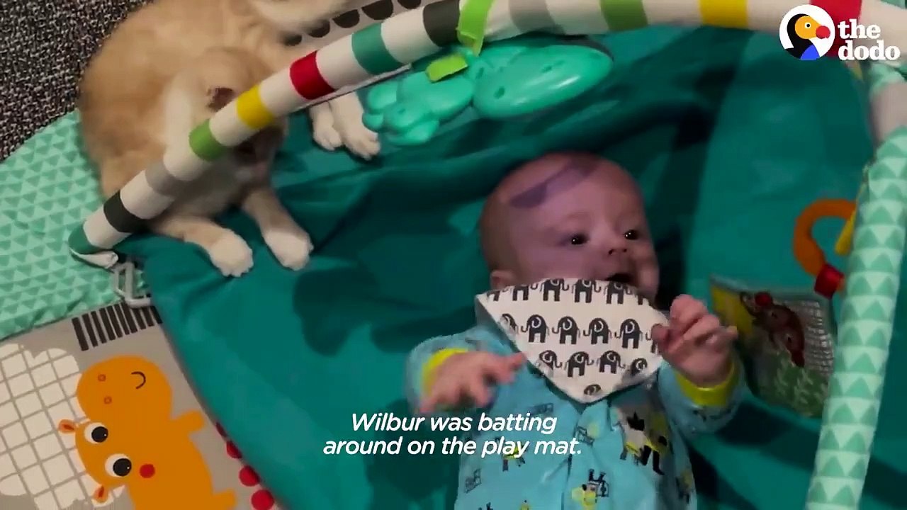 Cat Obsessed With Baby Brother Thinks He’s Also A Baby The Dodo Cat