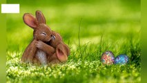 Bunnies / Bunny  Baby Rabbits#bunnyrabbits #babyrabbits #Bunnies #bunny #rabbits #cutepet #nature #shorts #bts #bunnyvideos   A Male Rabbit is called a Buck & a Female is called a Doe. A Baby rabbit is called a Bunny/kit (Short Form Of Kitten) In