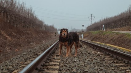 Heartache as two frightened dogs were dumped on the train tracks
