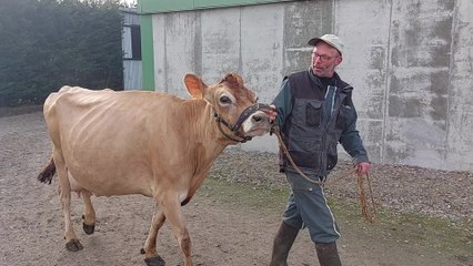 Indienne, une vache jersiaise de Renazé, se prépare pour le Salon de l'agriculture