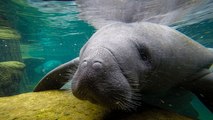 Moment rescued and rehabilitated manatees released into Florida park