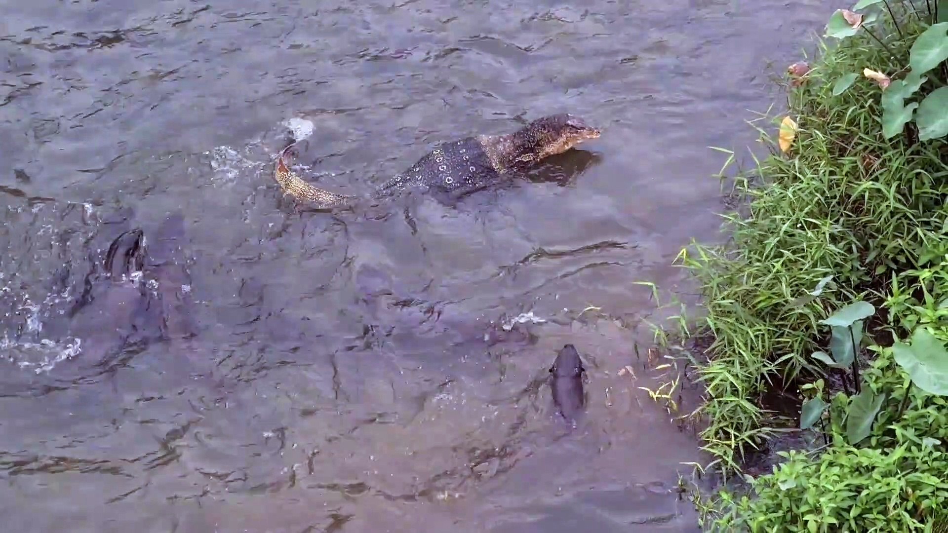 ⁣Otters Size Up The Resident Monitor Lizard