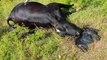 Urubus morrem após comerem carne de vaca morta, e caso preocupa agricultores no Vale do Piancó