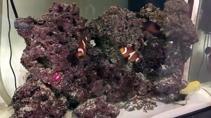 Fish in aquarium chase laser dot