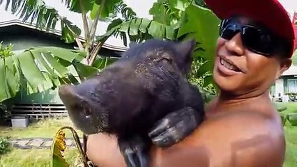 GoPro_ Kama The Surfing Pig