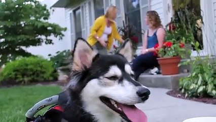 Derby the dog_ Running on 3D Printed Prosthetics