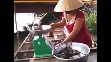 I've Never Seen Anything So Crazy!