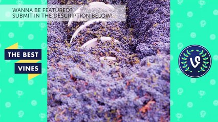 Oddly Satisfying Weekly Video Compilation of 2016 _ The Best Vines