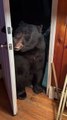 Polite Bear Closes Door When Asked