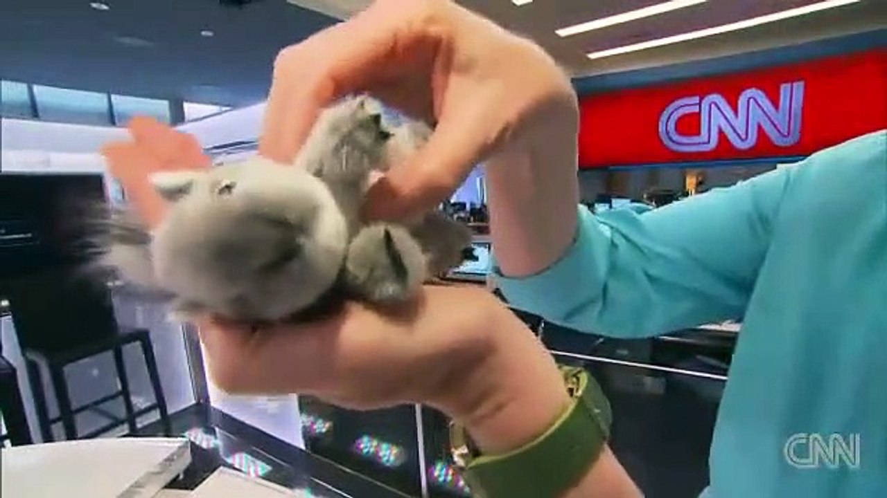 Watch Man Do CPR On Drowning Squirrel!