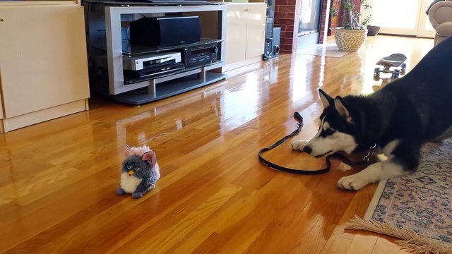 Funny Siberian Husky Puppy Scared by a Talking Toy