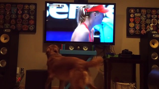 Golden Retriever can't get enough of Australian Open tennis