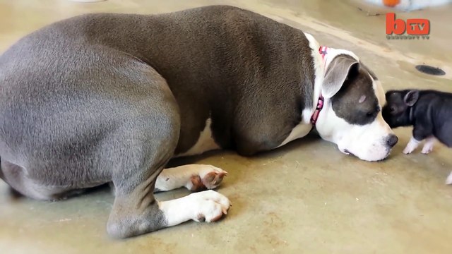Cute Piglet Is Best Friends With Pit Bull Terrier Rescue Dog