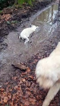 Fluffy White Dog Lays in Mud Puddle to Owner's Dismay