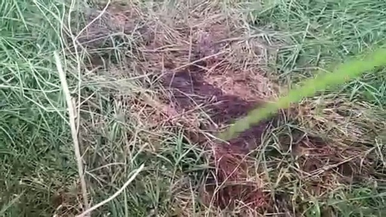 Corpos encontrados nesta sexta-feira também seriam de vítimas do assassino de médico e travesti