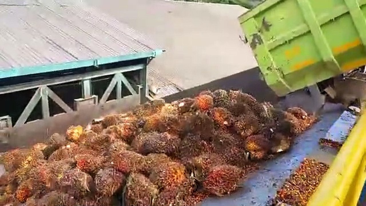 Bongkar sawit #1