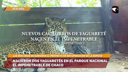 Nacieron dos yaguaretés en el Parque Nacional El Impenetrable de Chaco