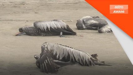 Selesema Burung | WHO sifatkan situasi semakin membimbangkan