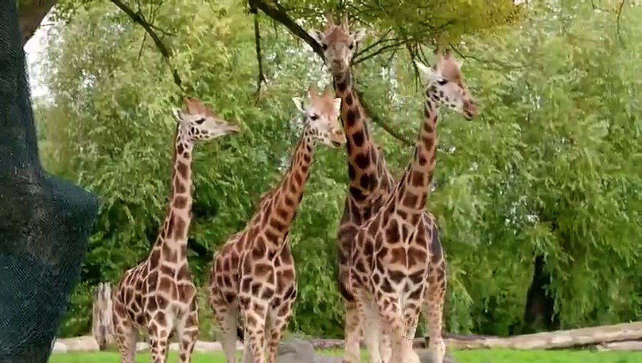 The Secret Life of the Zoo Se7 Ep01 HD Watch video Dailymotion