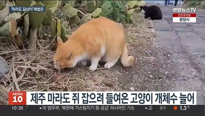 '마라도 길냥이' 모레 반출…"범인" vs "둘다 보호"