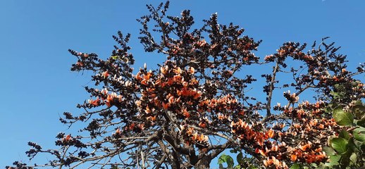 लाइसेंस का इंतजार: एलोवेरा व आंवला के उत्पाद बनाए जाएंगे