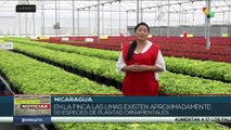 Nicaragua avanza en la producción y exportación de plantas ornamentales