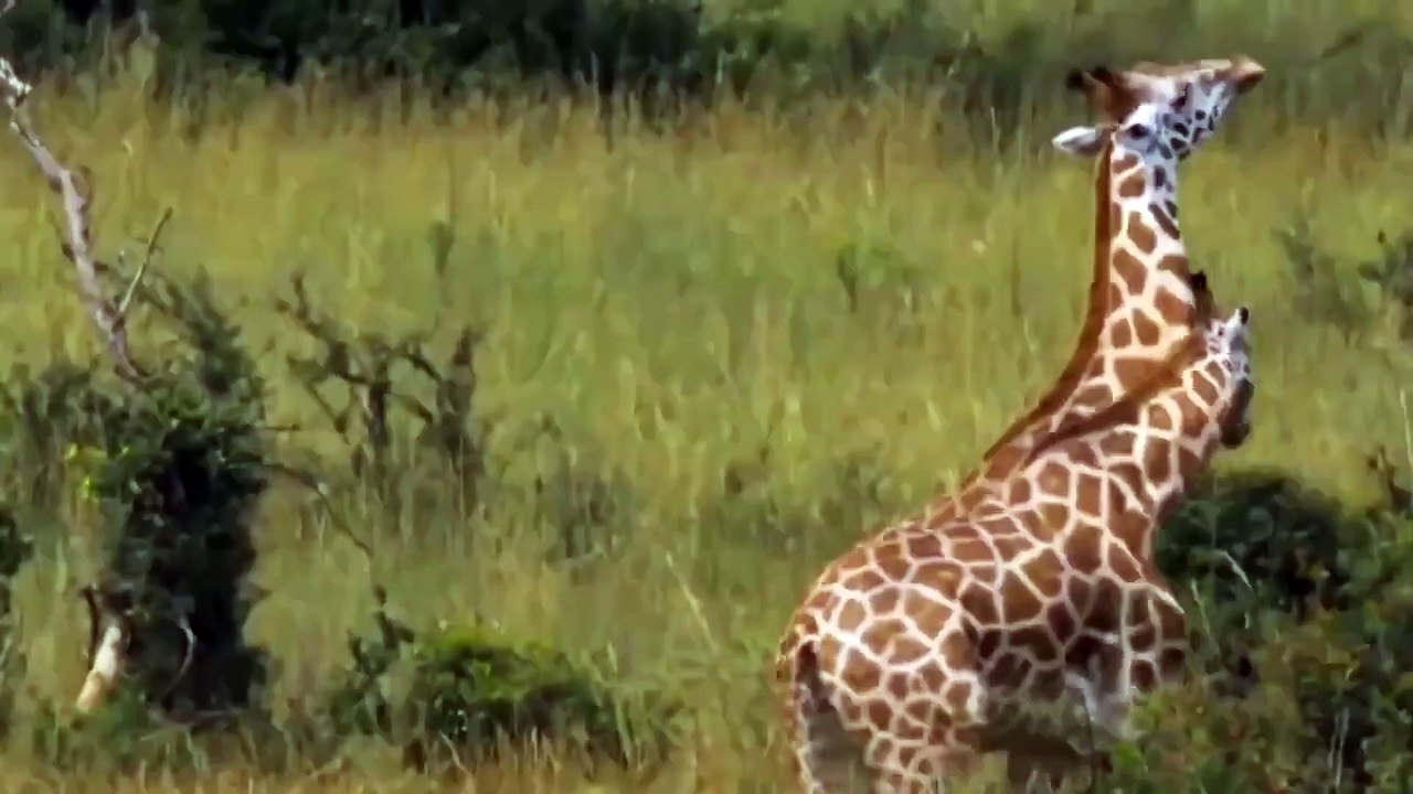 クロコダイルがゾウと戦い、インパラを攻撃