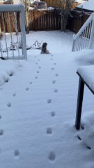 Feline Follows in Friend's Paw Prints