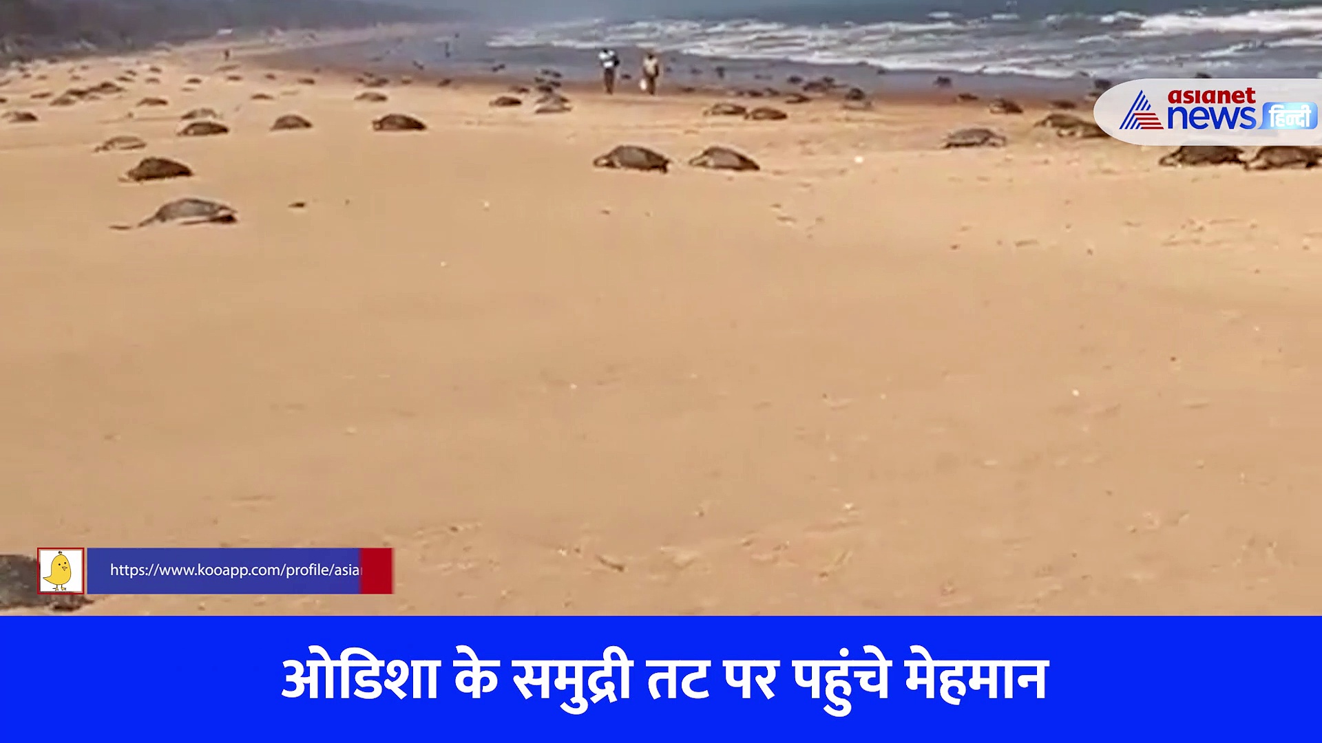 Video: ओडिशा के तट पर सैकड़ों की संख्या में पहुंचे खास मेहमान, साल में एक बार आते हैं नजर