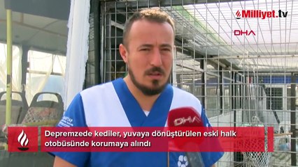 Depremzede kediler, yuvaya dönüştürülen eski halk otobüsünde korumaya alındı