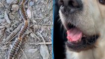 « Elles peuvent dévorer la langue de vos chiens ! » : le danger des chenilles processionnaires