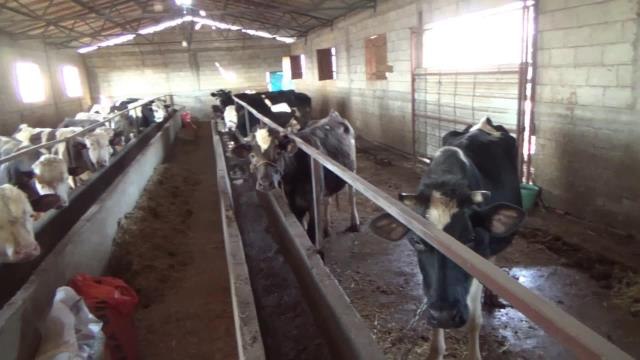 Osmaniyeli Veteriner Mahmut Yaş: Depremde Yem Fabrikalarının Zarar Görmesinden Dolayı Yem Sıkıntısı Yaşamaya Başladık