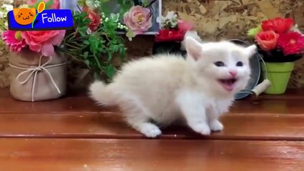CUTEST CATS - Funny and Cute Cat Videos Compilation 2023