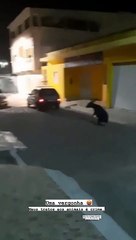 Populares denunciam condutor de veículo arrastando jegue pelas ruas de Pariconha