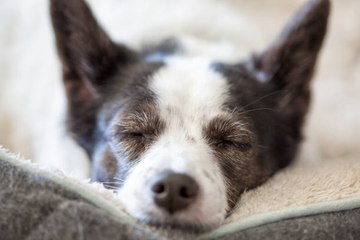 Estos Son Los Sueños Más Comunes De Los Perros
