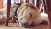 ¿Cuánto Tiempo Debe Dormir Tu Perro Al Día?